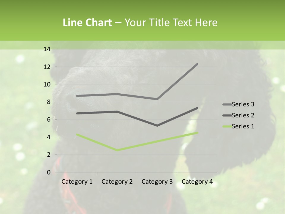 A Black Poodle With A Red Collar Is Looking At The Camera PowerPoint Template