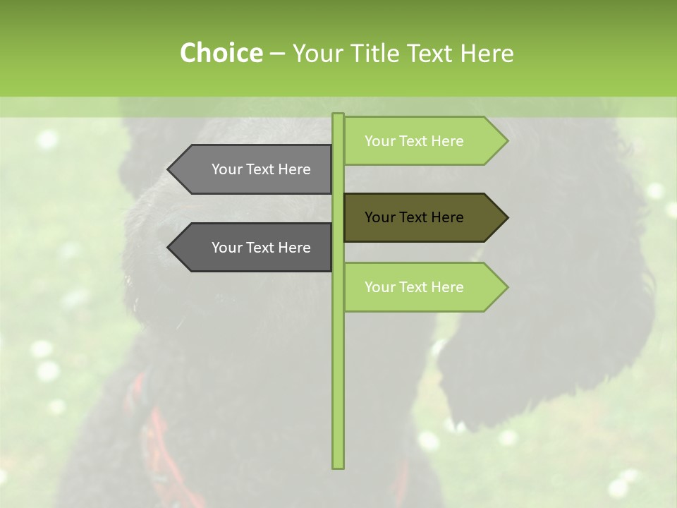 A Black Poodle With A Red Collar Is Looking At The Camera PowerPoint Template