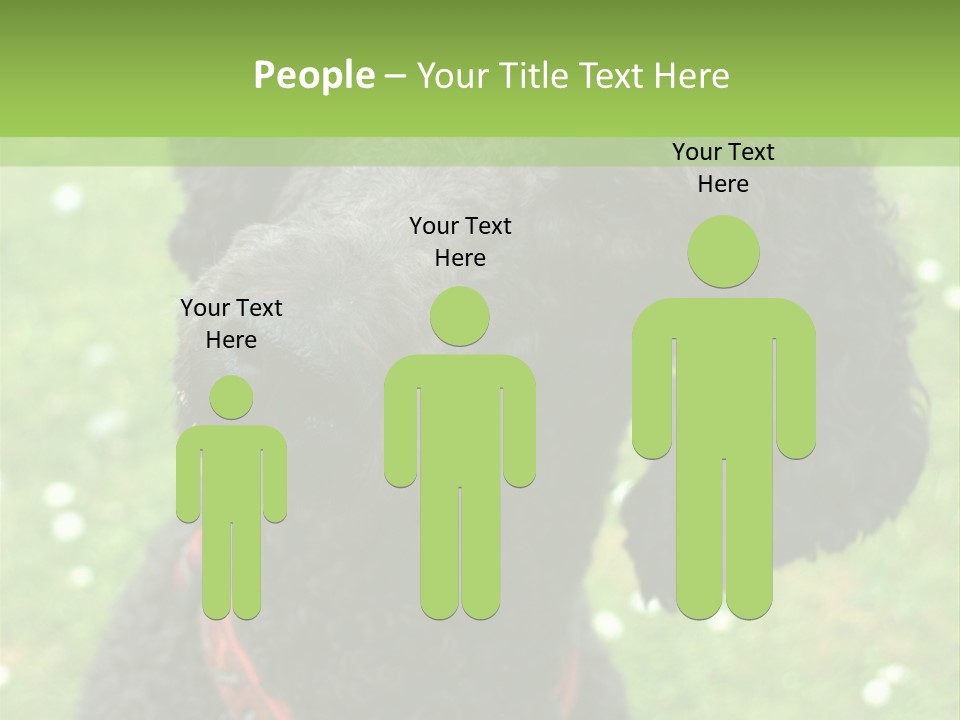 A Black Poodle With A Red Collar Is Looking At The Camera PowerPoint Template