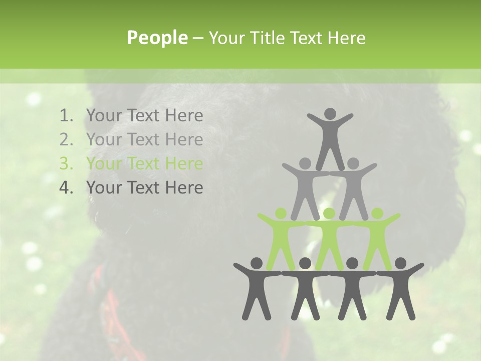 A Black Poodle With A Red Collar Is Looking At The Camera PowerPoint Template