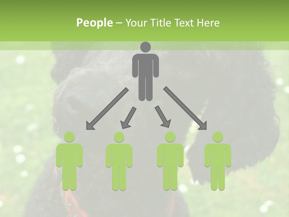 A Black Poodle With A Red Collar Is Looking At The Camera PowerPoint Template