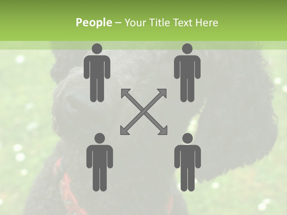 A Black Poodle With A Red Collar Is Looking At The Camera PowerPoint Template