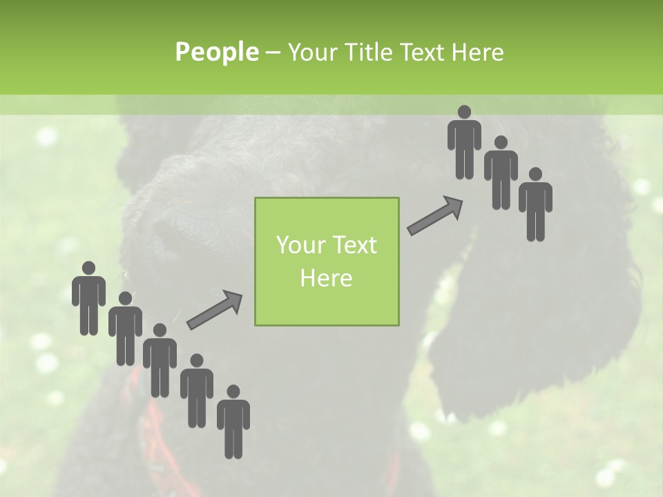 A Black Poodle With A Red Collar Is Looking At The Camera PowerPoint Template