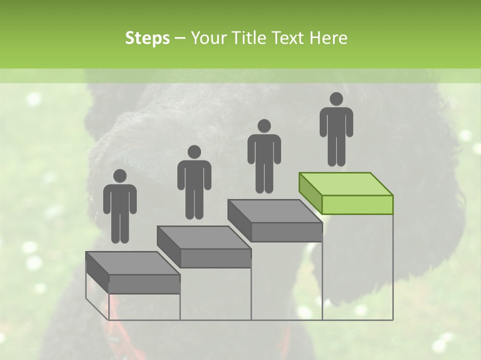 A Black Poodle With A Red Collar Is Looking At The Camera PowerPoint Template