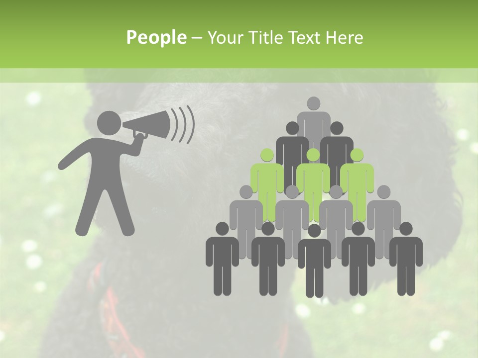 A Black Poodle With A Red Collar Is Looking At The Camera PowerPoint Template