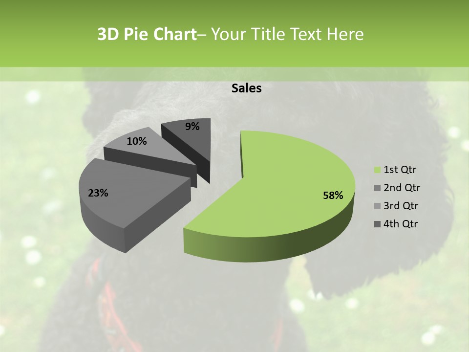 A Black Poodle With A Red Collar Is Looking At The Camera PowerPoint Template