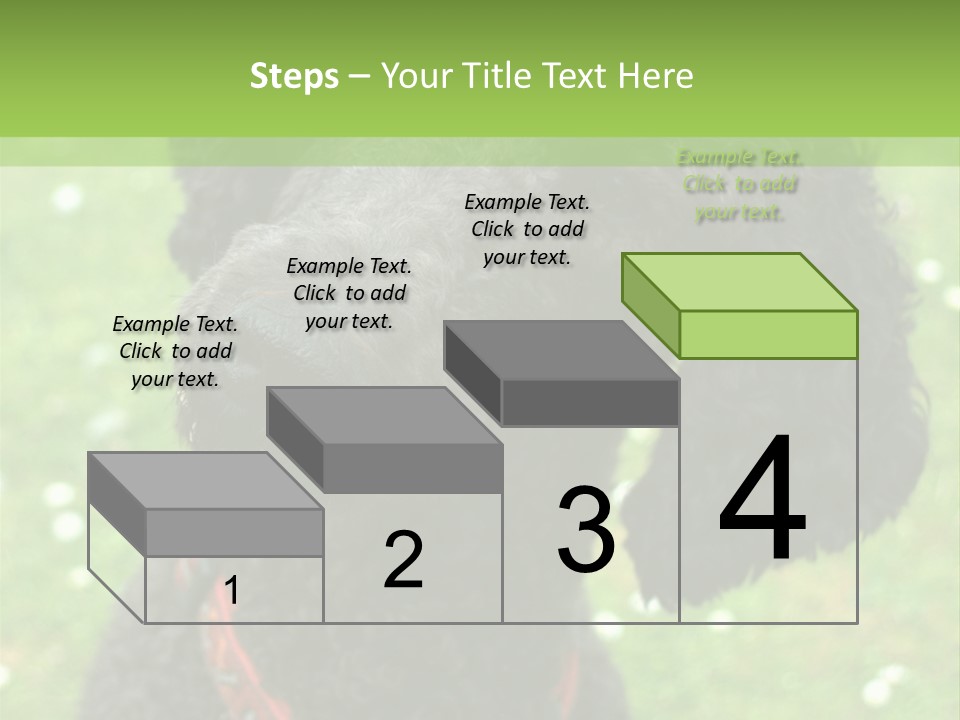 A Black Poodle With A Red Collar Is Looking At The Camera PowerPoint Template