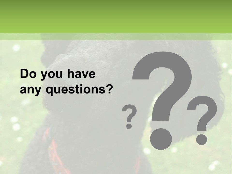 A Black Poodle With A Red Collar Is Looking At The Camera PowerPoint Template