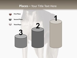 A Black And White Dog Standing In Front Of A White Background PowerPoint Template