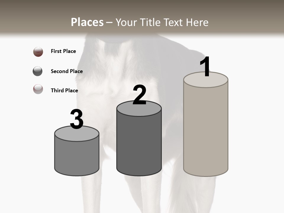 A Black And White Dog Standing In Front Of A White Background PowerPoint Template