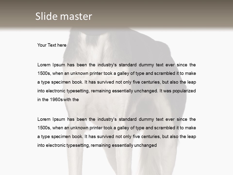 A Black And White Dog Standing In Front Of A White Background PowerPoint Template