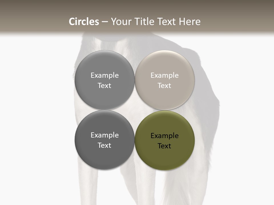 A Black And White Dog Standing In Front Of A White Background PowerPoint Template