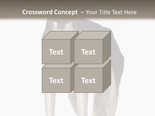 A Black And White Dog Standing In Front Of A White Background PowerPoint Template