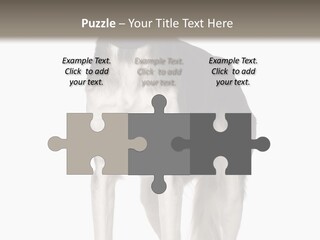 A Black And White Dog Standing In Front Of A White Background PowerPoint Template