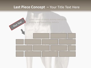 A Black And White Dog Standing In Front Of A White Background PowerPoint Template