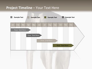 A Black And White Dog Standing In Front Of A White Background PowerPoint Template