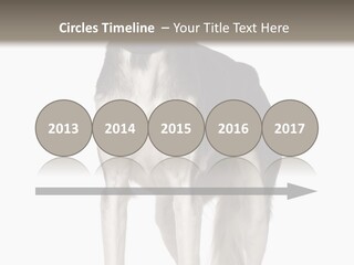 A Black And White Dog Standing In Front Of A White Background PowerPoint Template