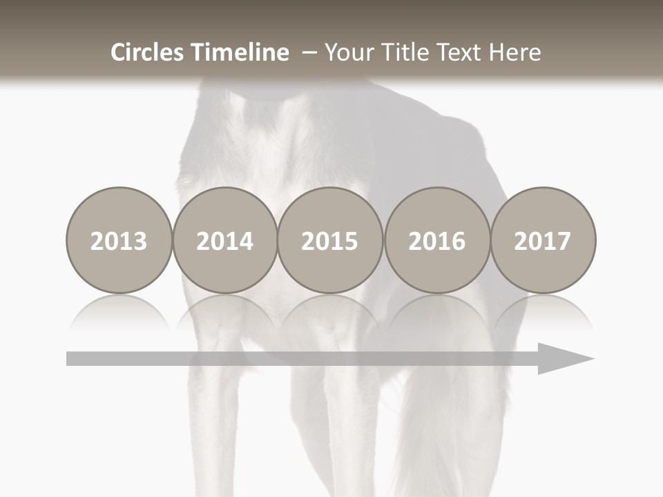 A Black And White Dog Standing In Front Of A White Background PowerPoint Template