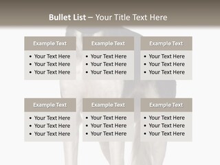 A Black And White Dog Standing In Front Of A White Background PowerPoint Template