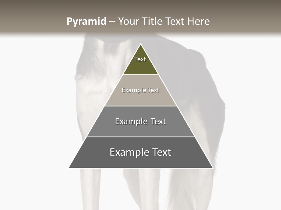 A Black And White Dog Standing In Front Of A White Background PowerPoint Template