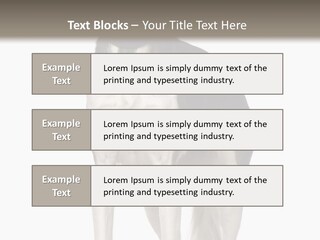 A Black And White Dog Standing In Front Of A White Background PowerPoint Template