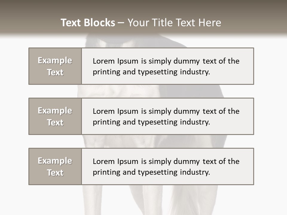 A Black And White Dog Standing In Front Of A White Background PowerPoint Template