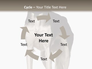 A Black And White Dog Standing In Front Of A White Background PowerPoint Template