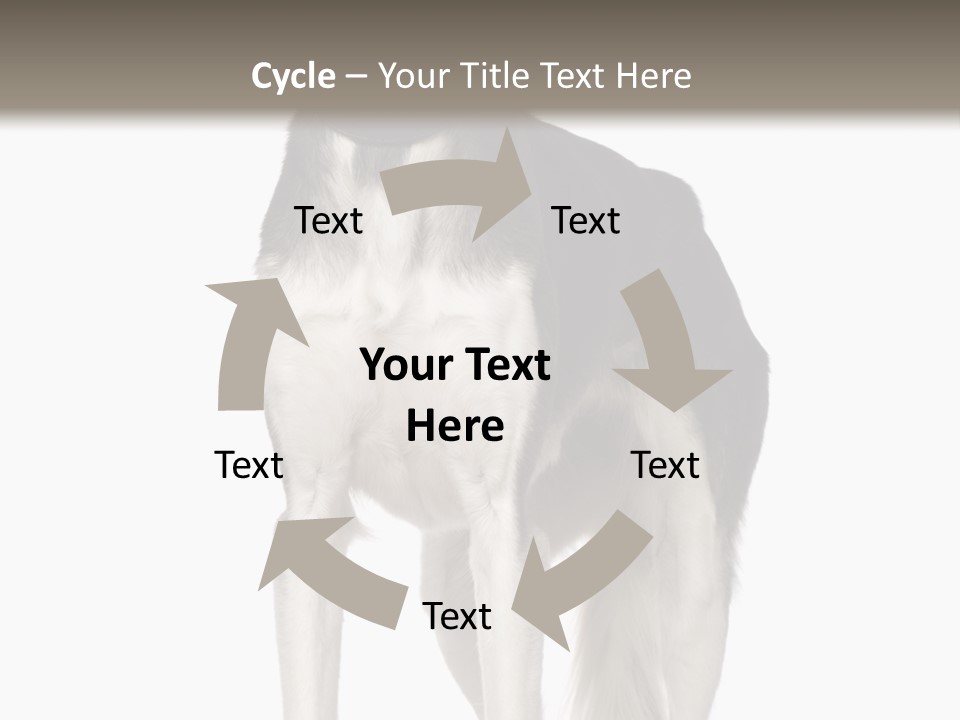 A Black And White Dog Standing In Front Of A White Background PowerPoint Template