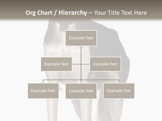 A Black And White Dog Standing In Front Of A White Background PowerPoint Template