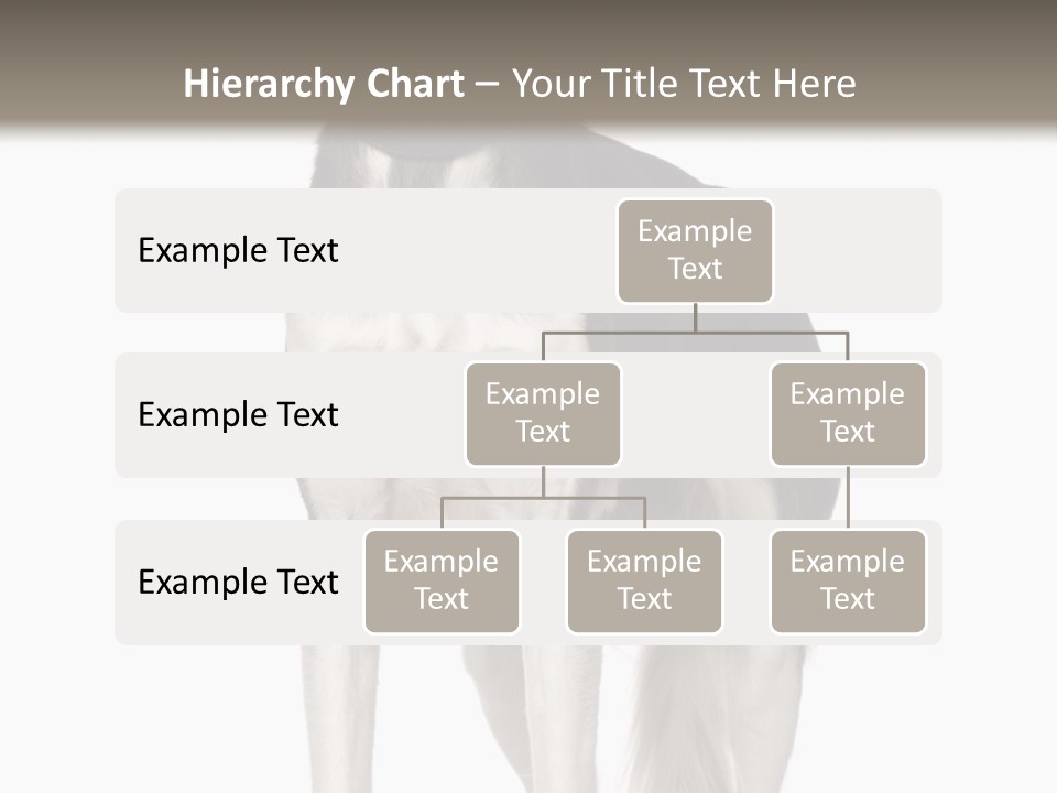 A Black And White Dog Standing In Front Of A White Background PowerPoint Template