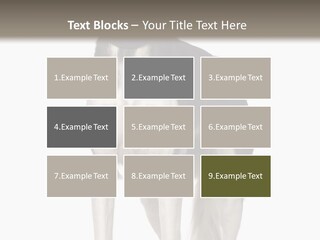 A Black And White Dog Standing In Front Of A White Background PowerPoint Template