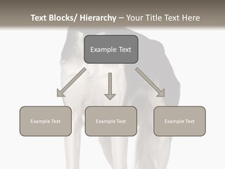 A Black And White Dog Standing In Front Of A White Background PowerPoint Template