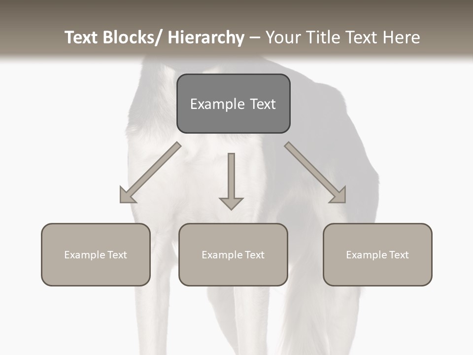 A Black And White Dog Standing In Front Of A White Background PowerPoint Template