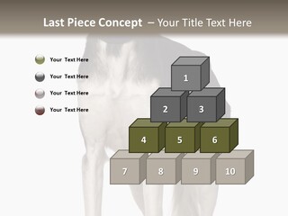 A Black And White Dog Standing In Front Of A White Background PowerPoint Template