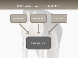 A Black And White Dog Standing In Front Of A White Background PowerPoint Template