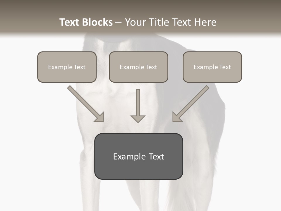 A Black And White Dog Standing In Front Of A White Background PowerPoint Template
