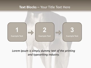 A Black And White Dog Standing In Front Of A White Background PowerPoint Template