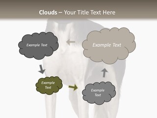 A Black And White Dog Standing In Front Of A White Background PowerPoint Template