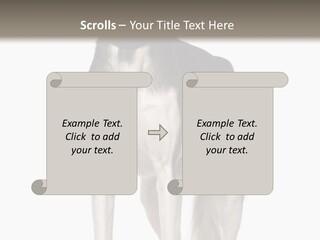 A Black And White Dog Standing In Front Of A White Background PowerPoint Template