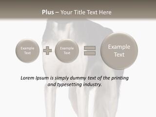 A Black And White Dog Standing In Front Of A White Background PowerPoint Template