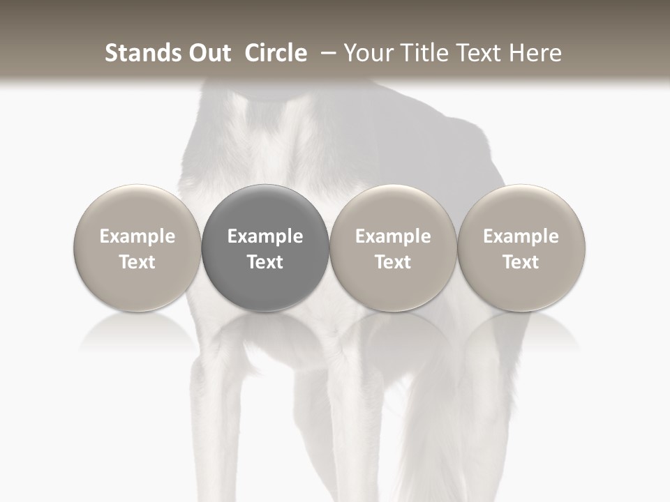 A Black And White Dog Standing In Front Of A White Background PowerPoint Template