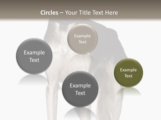 A Black And White Dog Standing In Front Of A White Background PowerPoint Template