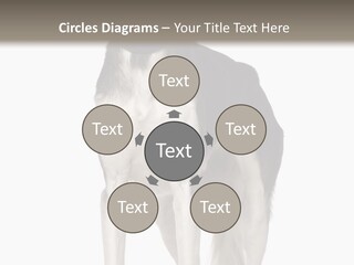 A Black And White Dog Standing In Front Of A White Background PowerPoint Template