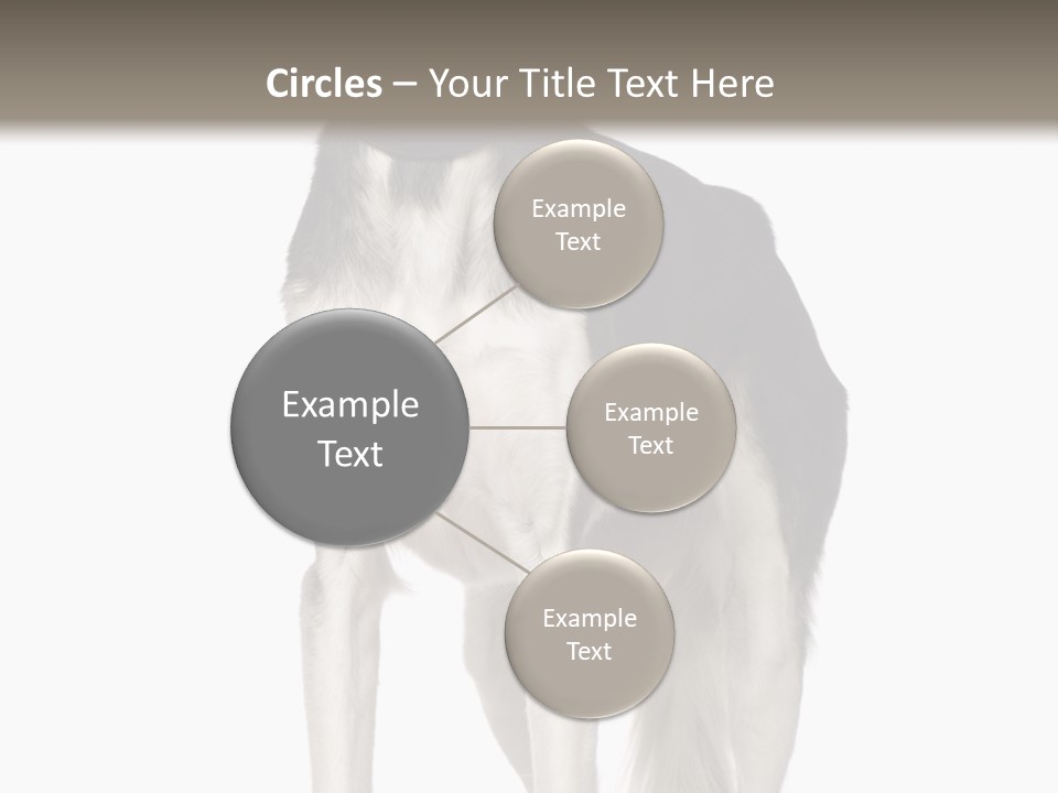 A Black And White Dog Standing In Front Of A White Background PowerPoint Template