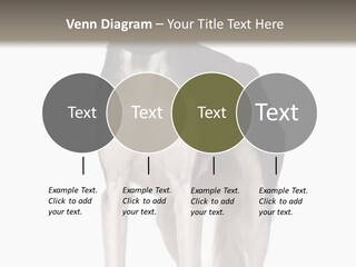 A Black And White Dog Standing In Front Of A White Background PowerPoint Template