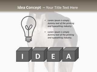 A Black And White Dog Standing In Front Of A White Background PowerPoint Template