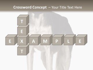 A Black And White Dog Standing In Front Of A White Background PowerPoint Template