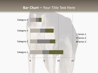 A Black And White Dog Standing In Front Of A White Background PowerPoint Template