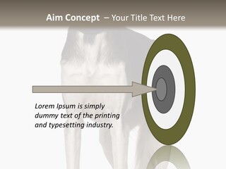 A Black And White Dog Standing In Front Of A White Background PowerPoint Template