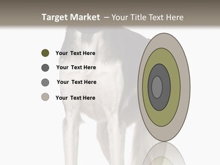 A Black And White Dog Standing In Front Of A White Background PowerPoint Template